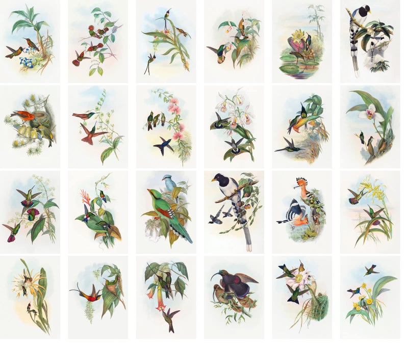 PIXILUV Vintage PostCards 24 pcs Amazing Birds Edwardian Vintage Illustrations - Image 2